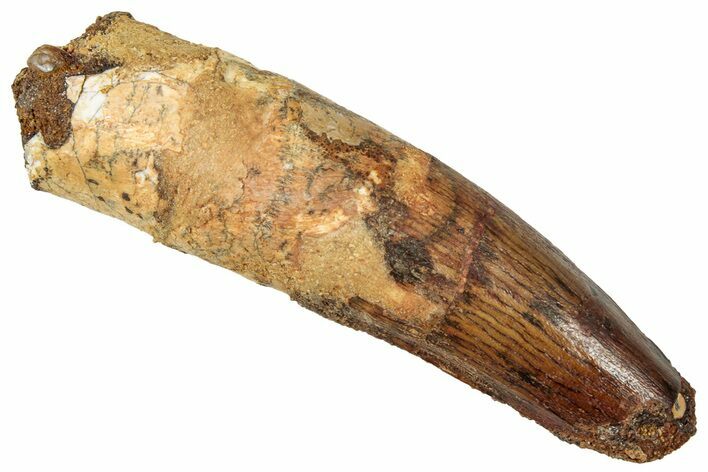 Fossil Spinosaurus Tooth - Real Dinosaur Tooth #329524